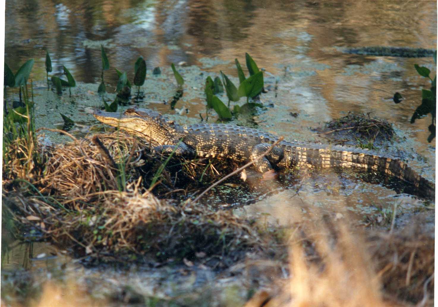 45-1 Alligator at Oatland.jpg